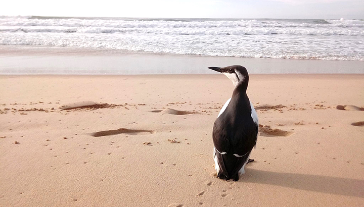 Venir en aide aux oiseaux marins en détresse